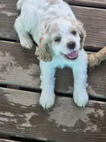 Tiny, a male English Cocker Spaniel for sale in Sharon, KS – 2 of 10