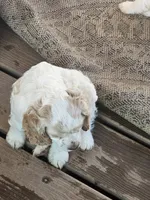 Tiny, a male English Cocker Spaniel for sale in Sharon, KS – 8 of 10