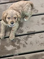 Tiny, a male English Cocker Spaniel for sale in Sharon, KS – 10 of 10