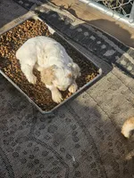 Tiny, a male English Cocker Spaniel for sale in Sharon, KS – 9 of 10