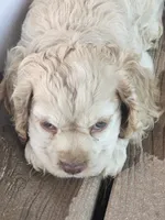 Tiny, a male English Cocker Spaniel for sale in Sharon, KS – 7 of 10