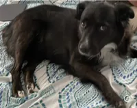 Bella, a female Border Collie for sale in Meridian, ID – 1 of 1