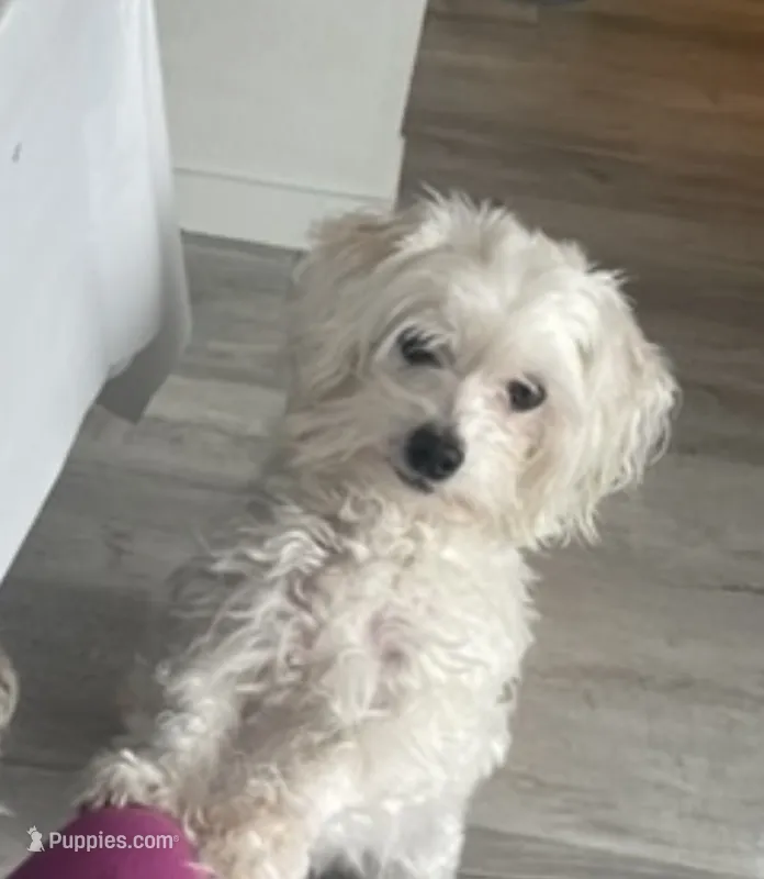 Pookie  – Coton de Tulear puppy for sale in Meridian, ID