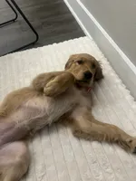 Addie, a female Golden Retriever for sale in Austin, TX – 3 of 6