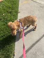 Addie, a female Golden Retriever for sale in Austin, TX – 5 of 6