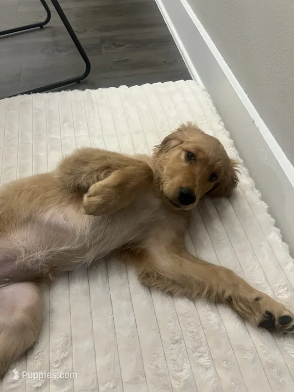 Addie – Golden Retriever puppy for sale in Austin, TX