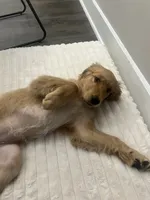 Addie, a female Golden Retriever for sale in Austin, TX – 1 of 6
