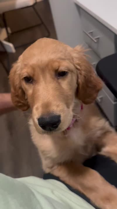 Addie, a female Golden Retriever for sale in Austin, TX – 2 of 6