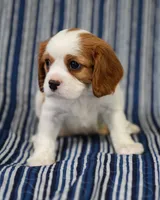 Leo, a male Cavalier King Charles Spaniel for sale in Lawton, OK – 7 of 10