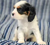 Levi, a male Cavalier King Charles Spaniel for sale in Lawton, OK – 7 of 10