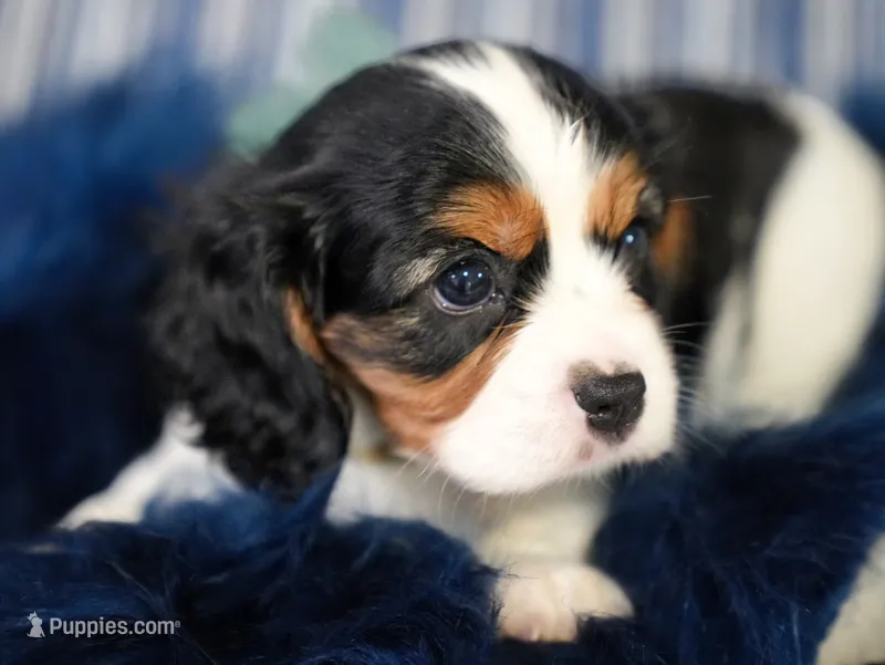 Love – Cavalier King Charles Spaniel puppy on hold in Lawton, OK