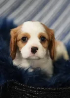Leo, a male Cavalier King Charles Spaniel for sale in Lawton, OK – 2 of 10