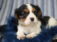 Love, a female Cavalier King Charles Spaniel for sale in Lawton, OK – 2 of 10