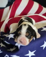 Lexi , a female Cavalier King Charles Spaniel for sale in Lawton, OK – 7 of 10