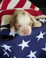 Leo, a male Cavalier King Charles Spaniel for sale in Lawton, OK – 5 of 7
