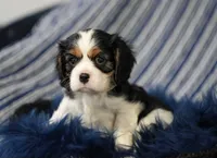 Lexi , a female Cavalier King Charles Spaniel for sale in Lawton, OK – 3 of 10