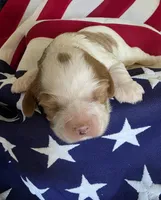 Leo, a male Cavalier King Charles Spaniel for sale in Lawton, OK – 4 of 7