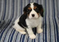 Love, a female Cavalier King Charles Spaniel for sale in Lawton, OK – 7 of 10