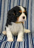 Lexi , a female Cavalier King Charles Spaniel for sale in Lawton, OK – 7 of 10