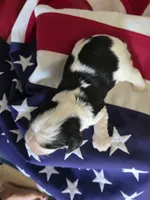Levi, a male Cavalier King Charles Spaniel for sale in Lawton, OK – 7 of 10