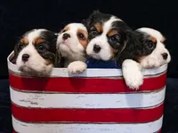 Levi, a male Cavalier King Charles Spaniel for sale in Lawton, OK – 10 of 10