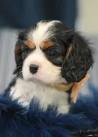 Lexi , a female Cavalier King Charles Spaniel for sale in Lawton, OK – 4 of 10