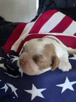 Leo, a male Cavalier King Charles Spaniel for sale in Lawton, OK – 3 of 7