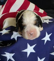 Levi, a male Cavalier King Charles Spaniel for sale in Lawton, OK – 1 of 10
