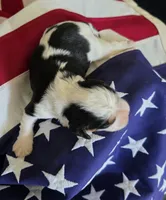 Levi, a male Cavalier King Charles Spaniel for sale in Lawton, OK – 6 of 10