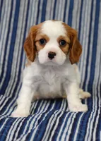 Leo, a male Cavalier King Charles Spaniel for sale in Lawton, OK – 5 of 10