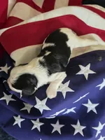 Levi, a male Cavalier King Charles Spaniel for sale in Lawton, OK – 4 of 10