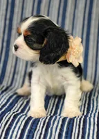 Lexi , a female Cavalier King Charles Spaniel for sale in Lawton, OK – 8 of 10