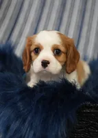 Leo, a male Cavalier King Charles Spaniel for sale in Lawton, OK – 6 of 10