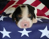 Love, a female Cavalier King Charles Spaniel for sale in Lawton, OK – 8 of 10