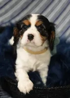 Love, a female Cavalier King Charles Spaniel for sale in Lawton, OK – 6 of 10