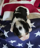 Love, a female Cavalier King Charles Spaniel for sale in Lawton, OK – 9 of 10