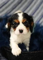 Love, a female Cavalier King Charles Spaniel for sale in Lawton, OK – 4 of 10