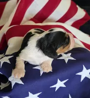 Lexi , a female Cavalier King Charles Spaniel for sale in Lawton, OK – 6 of 10