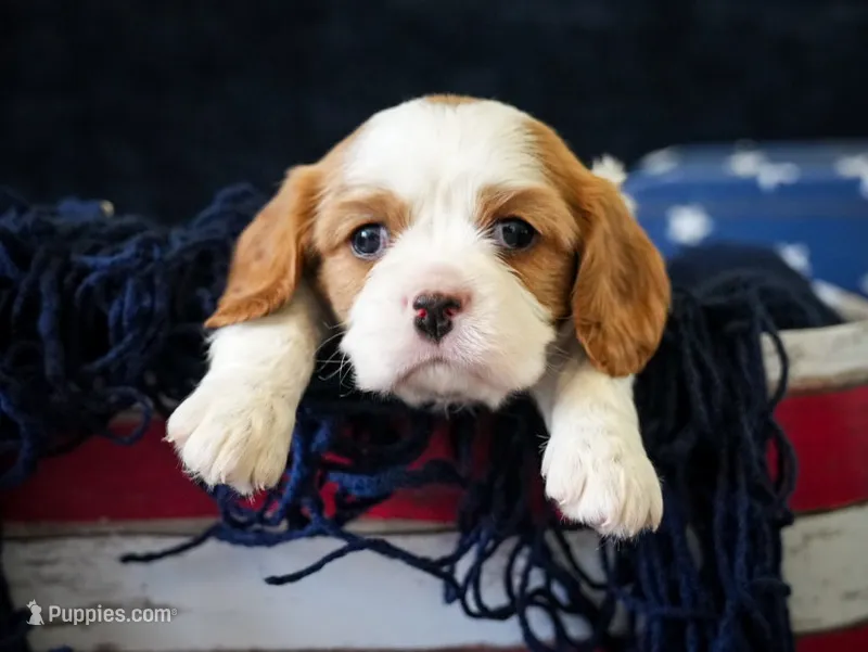 Leo – Cavalier King Charles Spaniel puppy on hold in Lawton, OK