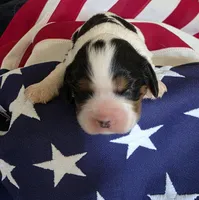 Lexi , a female Cavalier King Charles Spaniel for sale in Lawton, OK – 4 of 10
