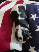 Love, a female Cavalier King Charles Spaniel for sale in Lawton, OK – 5 of 10
