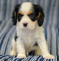 Levi, a male Cavalier King Charles Spaniel for sale in Lawton, OK – 6 of 10