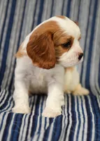Leo, a male Cavalier King Charles Spaniel for sale in Lawton, OK – 3 of 10