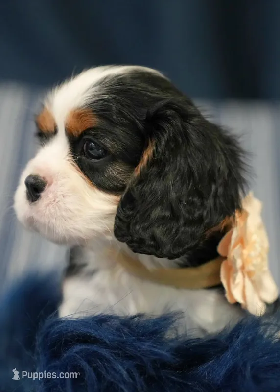 Lexi  – Cavalier King Charles Spaniel puppy on hold in Lawton, OK