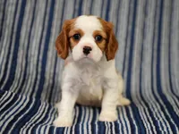Leo, a male Cavalier King Charles Spaniel for sale in Lawton, OK – 4 of 10