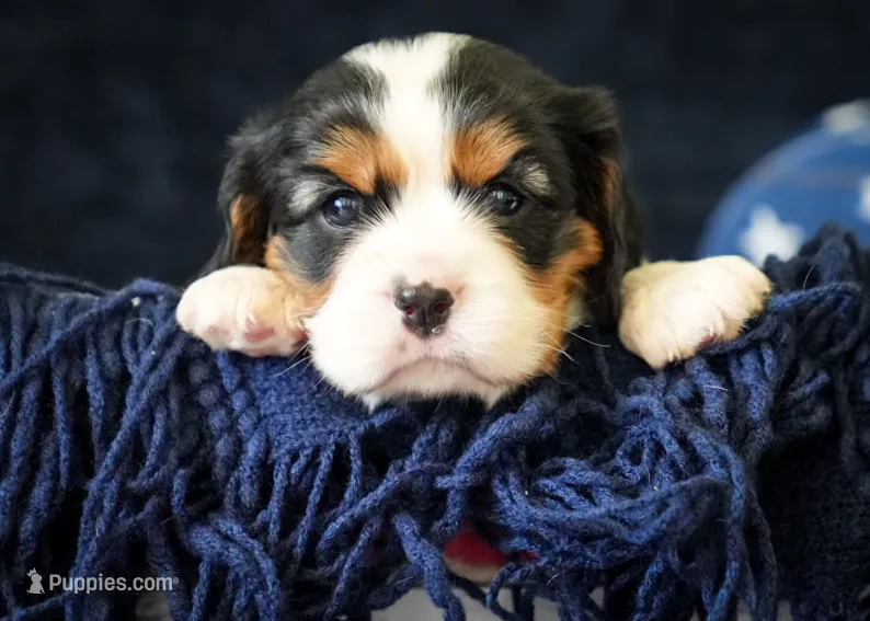 Love – Cavalier King Charles Spaniel puppy for sale in Lawton, OK