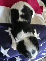 Love, a female Cavalier King Charles Spaniel for sale in Lawton, OK – 2 of 10