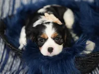 Lexi , a female Cavalier King Charles Spaniel for sale in Lawton, OK – 5 of 10