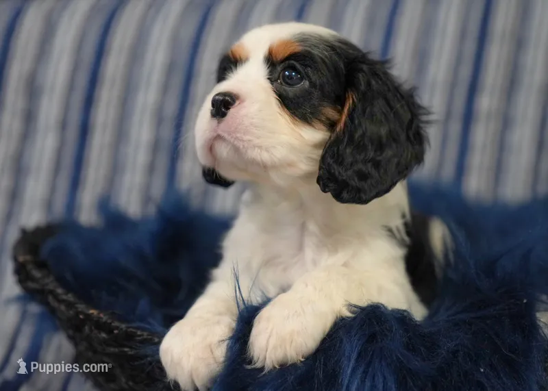 Levi – Cavalier King Charles Spaniel puppy for sale in Lawton, OK