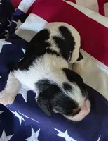 Lexi , a female Cavalier King Charles Spaniel for sale in Lawton, OK – 9 of 10